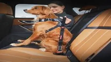 EzyDog Pet Seat Belt