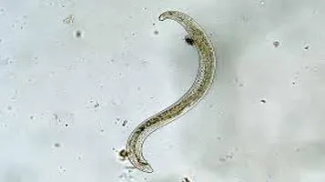 A Comprehensive Review of Beneficial Nematodes: Nature’s Tiny Pest Controllers