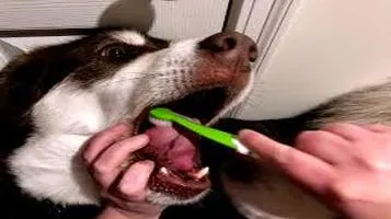 Pura Naturals Pet Toothbrush: A Comprehensive Review