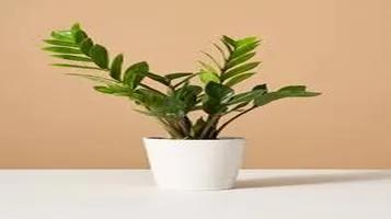 ZZ Plant: A Hardy and Elegant Houseplant