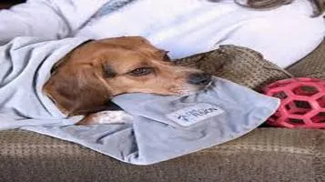 PetFusion Pet Blankets: A Cozy Companion for Your Furry Friend