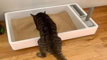 World's Best Cat Litter Litter Box